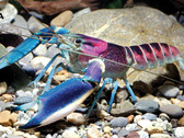 Cherax pulcher